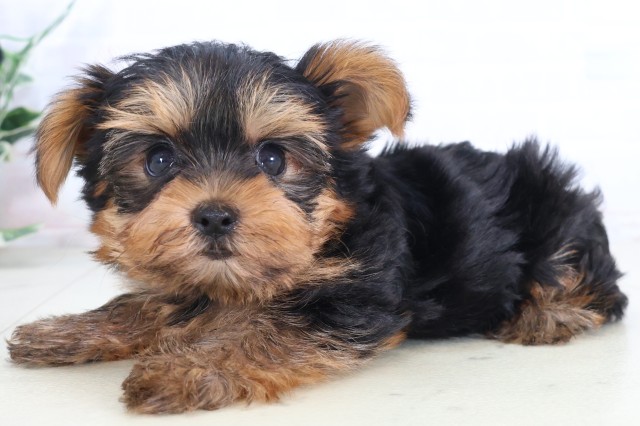 茨城県のヨークシャーテリア (Coo&RIKU日立店/2026年7月31日生まれ/女の子/スチールブルータン)の子犬の3枚目の画像