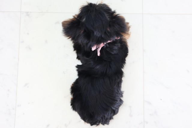 茨城県のヨークシャーテリア (Coo&RIKU日立店/2026年7月31日生まれ/女の子/スチールブルータン)の子犬の4枚目の画像