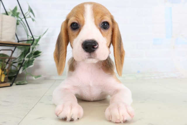 山口県のビーグル (Coo&RIKUサンパークあじす店/2026年7月31日生まれ/女の子/ハウンドカラー)の子犬の1枚目の画像