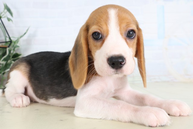 山口県のビーグル (Coo&RIKUサンパークあじす店/2026年7月31日生まれ/女の子/ハウンドカラー)の子犬の2枚目の画像