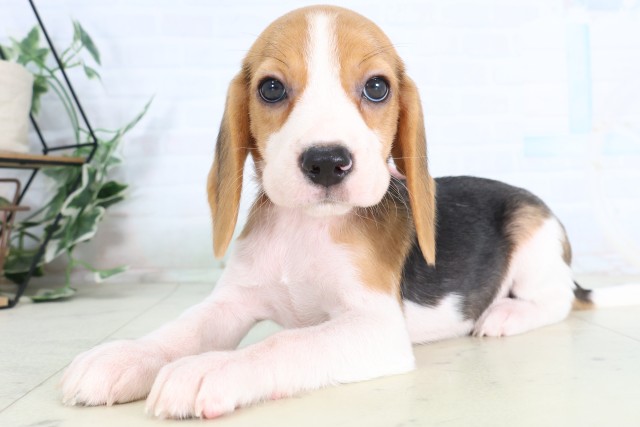 山口県のビーグル (Coo&RIKUサンパークあじす店/2026年7月31日生まれ/女の子/ハウンドカラー)の子犬の3枚目の画像