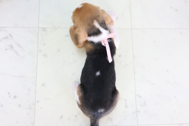 山口県のビーグル (Coo&RIKUサンパークあじす店/2026年7月31日生まれ/女の子/ハウンドカラー)の子犬の4枚目の画像