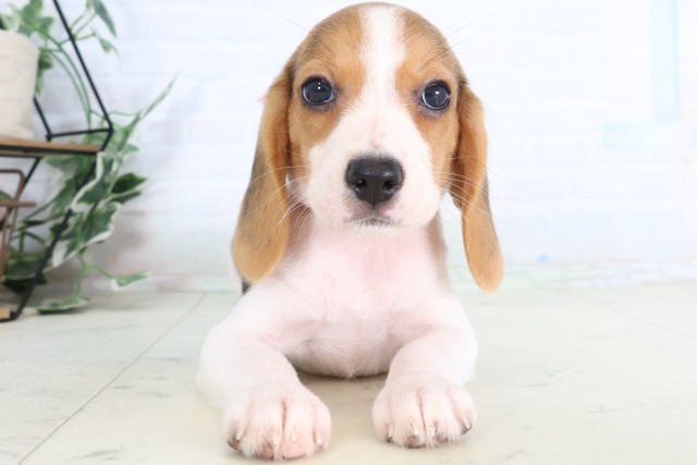 神奈川県のビーグル (Coo&RIKU秦野店/2026年7月31日生まれ/女の子/ハウンドカラー)の子犬の1枚目の画像