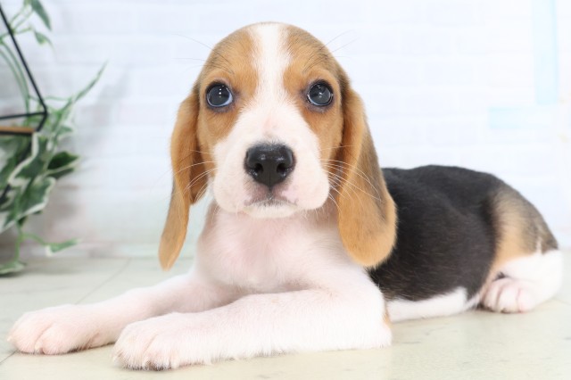 神奈川県のビーグル (Coo&RIKU秦野店/2026年7月31日生まれ/女の子/ハウンドカラー)の子犬の3枚目の画像