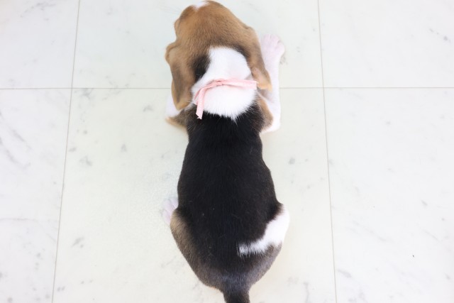 神奈川県のビーグル (Coo&RIKU秦野店/2026年7月31日生まれ/女の子/ハウンドカラー)の子犬の4枚目の画像