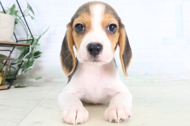 千葉県のビーグル (Coo&RIKU東金店/2026年7月31日生まれ/女の子/ハウンドカラー)の子犬の1枚目の画像