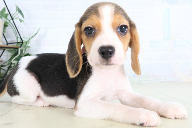 千葉県のビーグル (Coo&RIKU東金店/2026年7月31日生まれ/女の子/ハウンドカラー)の子犬の2枚目の画像