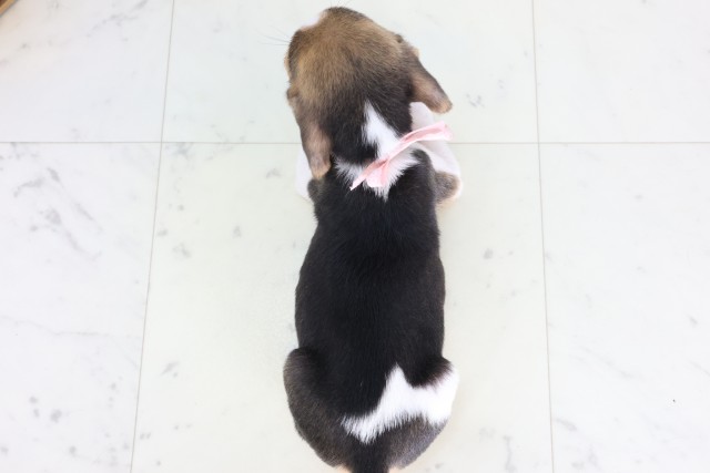 千葉県のビーグル (Coo&RIKU東金店/2026年7月31日生まれ/女の子/ハウンドカラー)の子犬の4枚目の画像