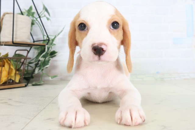 茨城県のビーグル (Coo&RIKU石岡店/2026年7月31日生まれ/女の子/レモンホワイト)の子犬の1枚目の画像