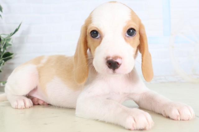 茨城県のビーグル (Coo&RIKU石岡店/2026年7月31日生まれ/女の子/レモンホワイト)の子犬の2枚目の画像
