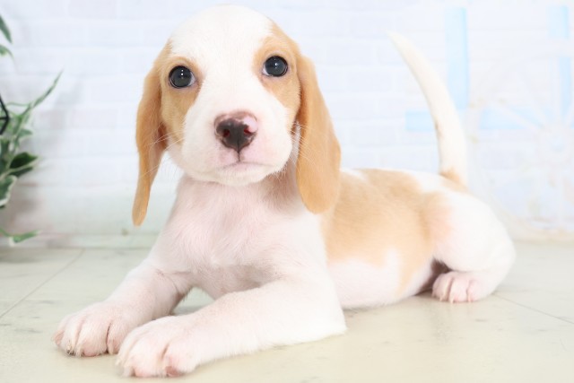 茨城県のビーグル (Coo&RIKU石岡店/2026年7月31日生まれ/女の子/レモンホワイト)の子犬の3枚目の画像