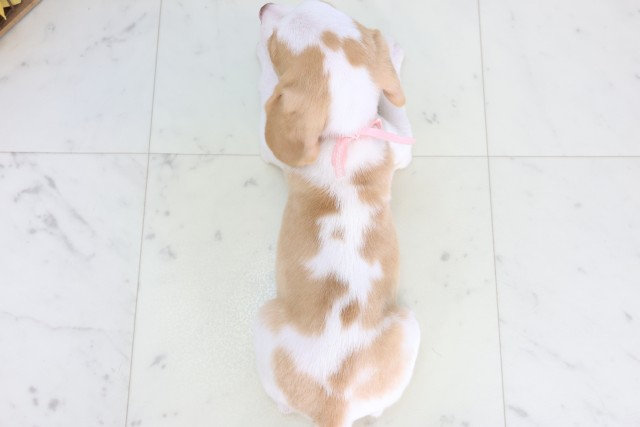 茨城県のビーグル (Coo&RIKU石岡店/2026年7月31日生まれ/女の子/レモンホワイト)の子犬の4枚目の画像