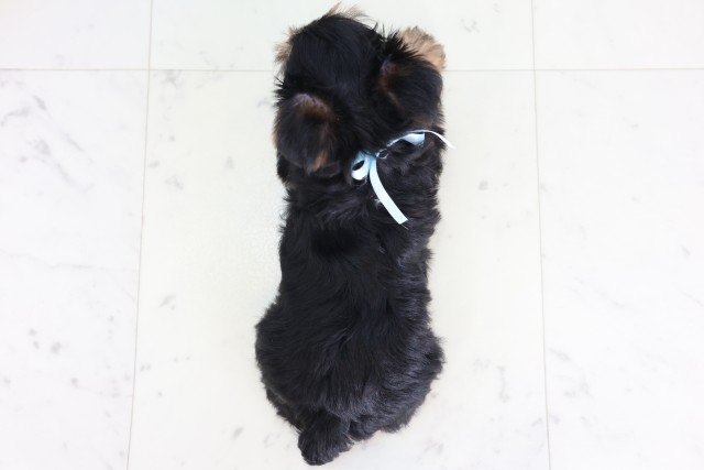 群馬県のヨークシャーテリア (Coo&RIKU藤岡店/2026年8月2日生まれ/男の子/スチールブルータン)の子犬の4枚目の画像
