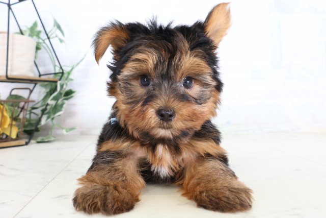 茨城県のヨークシャーテリア (Coo&RIKU水戸店/2026年8月1日生まれ/男の子/スチールブルータン)の子犬の1枚目の画像