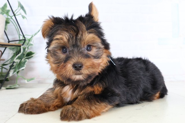 茨城県のヨークシャーテリア (Coo&RIKU水戸店/2026年8月1日生まれ/男の子/スチールブルータン)の子犬の3枚目の画像