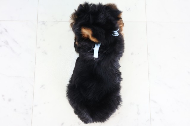 茨城県のヨークシャーテリア (Coo&RIKU水戸店/2026年8月1日生まれ/男の子/スチールブルータン)の子犬の4枚目の画像