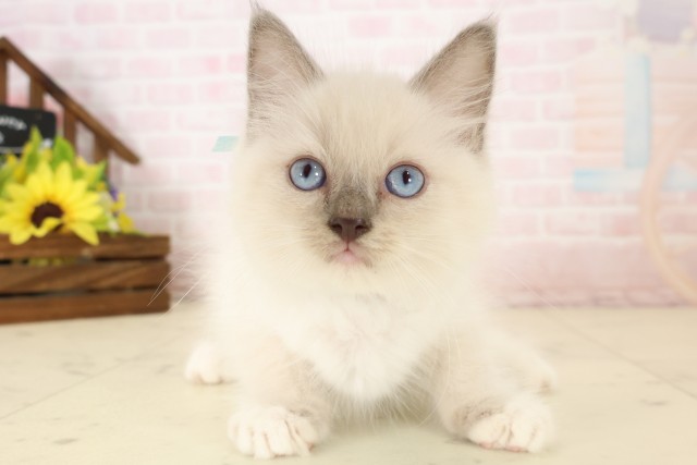 長崎県のラグドール (Coo&RIKU長崎浜町店/2026年7月28日生まれ/男の子/ブルーポイント)の子猫の1枚目の画像
