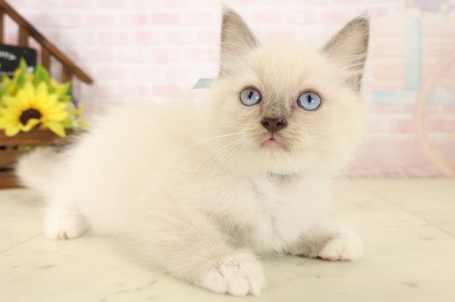 長崎県のラグドール (Coo&RIKU長崎浜町店/2026年7月28日生まれ/男の子/ブルーポイント)の子猫の2枚目の画像