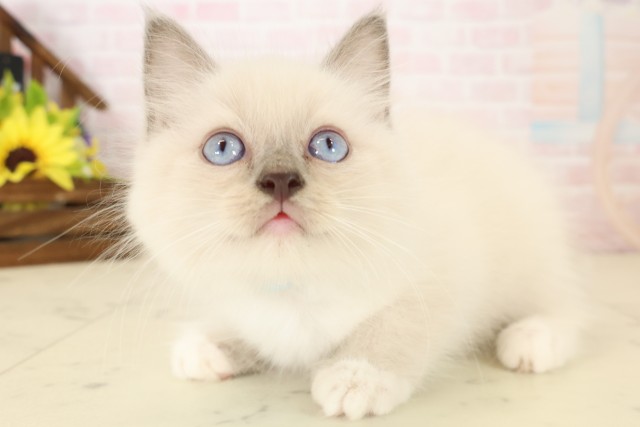 長崎県のラグドール (Coo&RIKU長崎浜町店/2026年7月28日生まれ/男の子/ブルーポイント)の子猫の3枚目の画像