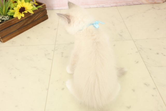 長崎県のラグドール (Coo&RIKU長崎浜町店/2026年7月28日生まれ/男の子/ブルーポイント)の子猫の4枚目の画像