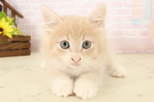 ノルウェージャン・フォレストキャット
