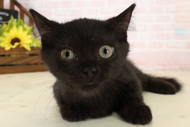 福岡県のマンチカン (Coo&RIKU久留米店/2026年7月6日生まれ/男の子/ブラック)の子猫の1枚目の画像