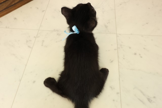 福岡県のマンチカン (Coo&RIKU久留米店/2026年7月6日生まれ/男の子/ブラック)の子猫の4枚目の画像