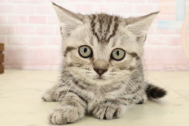 鹿児島県のマンチカン (Coo&RIKU鹿屋店/2026年7月4日生まれ/男の子/ブラウンタビー)の子猫の1枚目の画像