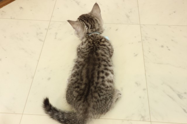 鹿児島県のマンチカン (Coo&RIKU鹿屋店/2026年7月4日生まれ/男の子/ブラウンタビー)の子猫の4枚目の画像