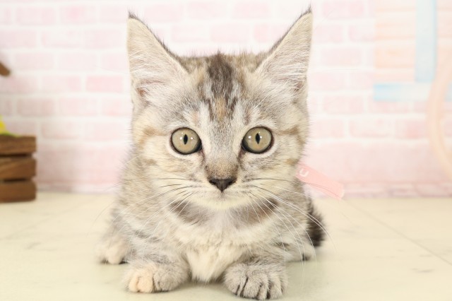 広島県のマンチカン (Coo&RIKU福山店/2026年7月4日生まれ/女の子/ブラウンパッチドタビー)の子猫の1枚目の画像