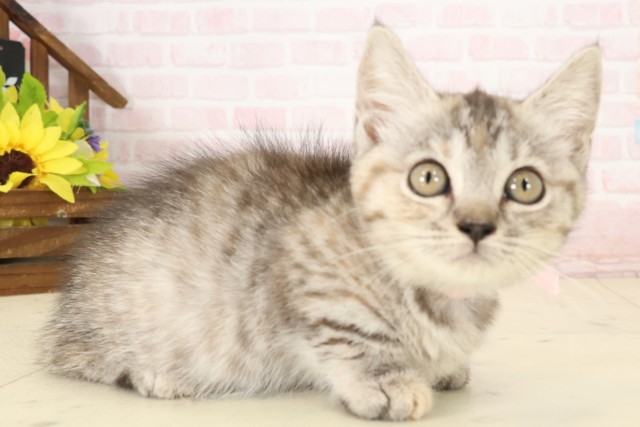 広島県のマンチカン (Coo&RIKU福山店/2026年7月4日生まれ/女の子/ブラウンパッチドタビー)の子猫の2枚目の画像