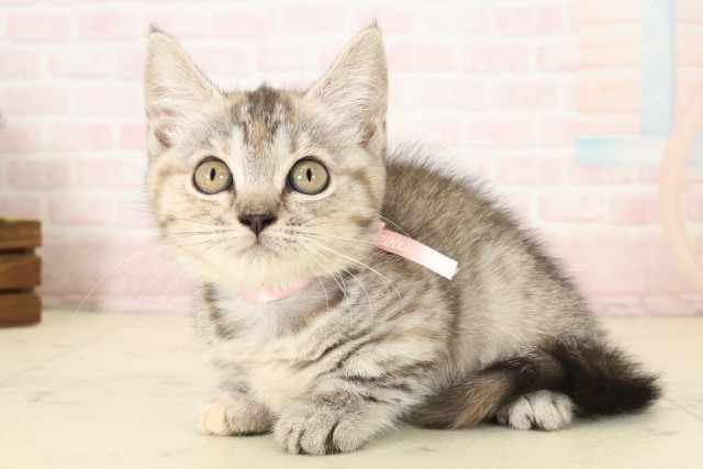 広島県のマンチカン (Coo&RIKU福山店/2026年7月4日生まれ/女の子/ブラウンパッチドタビー)の子猫の3枚目の画像