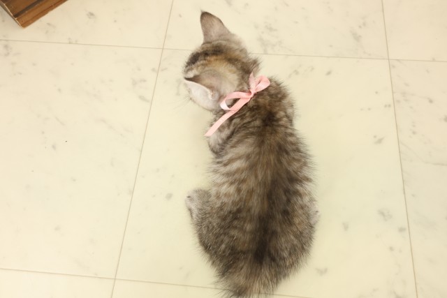 広島県のマンチカン (Coo&RIKU福山店/2026年7月4日生まれ/女の子/ブラウンパッチドタビー)の子猫の4枚目の画像