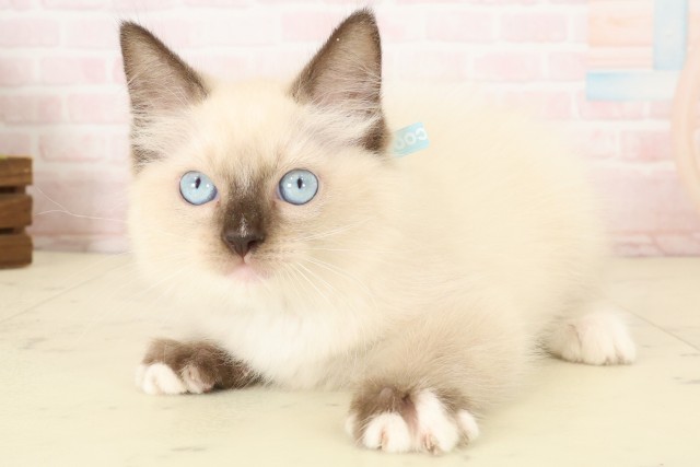 福岡県のラグドール (Coo&RIKU福岡西店/2026年7月25日生まれ/男の子/シールポイント)の子猫の3枚目の画像
