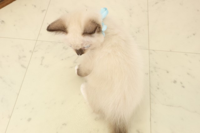 福岡県のラグドール (Coo&RIKU福岡西店/2026年7月25日生まれ/男の子/シールポイント)の子猫の4枚目の画像