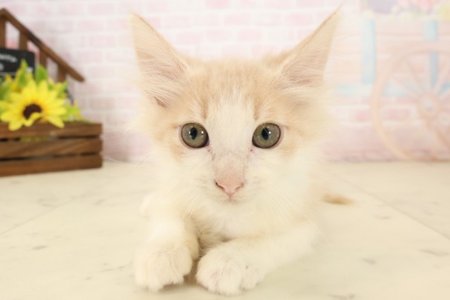 ノルウェージャン・フォレストキャット