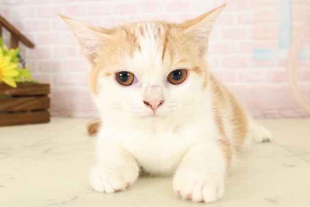 マンチカン（長足）