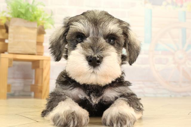 愛知県のミニチュアシュナウザー (Coo&RIKU名古屋中川店/2026年8月2日生まれ/男の子/ソルトペッパー)の子犬の1枚目の画像