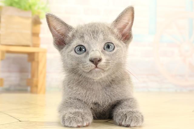 愛知県のロシアンブルー (Coo&RIKU半田店/2026年8月2日生まれ/女の子/ブルー)の子猫の1枚目の画像