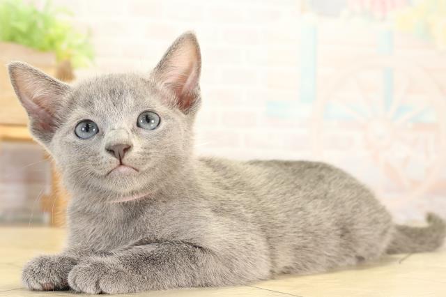 愛知県のロシアンブルー (Coo&RIKU半田店/2026年8月2日生まれ/女の子/ブルー)の子猫の3枚目の画像