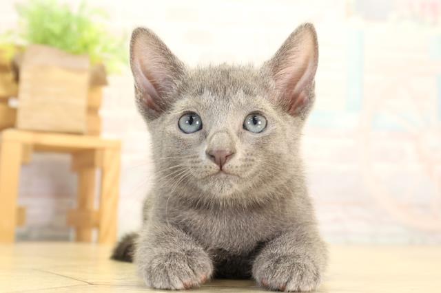 愛知県のロシアンブルー (Coo&RIKU豊橋店/2026年8月2日生まれ/女の子/ブルー)の子猫の1枚目の画像