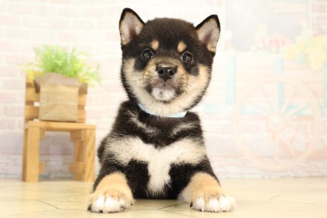 愛知県の豆柴 (Coo&RIKU岡崎店/2026年8月1日生まれ/男の子/黒)の子犬の1枚目の画像