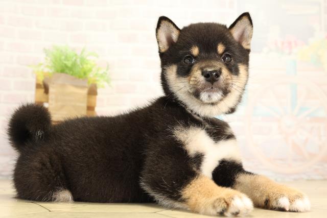 愛知県の豆柴 (Coo&RIKU岡崎店/2026年8月1日生まれ/男の子/黒)の子犬の2枚目の画像