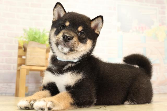 愛知県の豆柴 (Coo&RIKU岡崎店/2026年8月1日生まれ/男の子/黒)の子犬の3枚目の画像