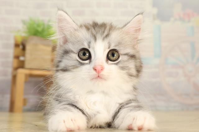 愛知県のマンチカン (Coo&RIKU半田店/2026年7月26日生まれ/男の子/シルバータビーホワイト)の子猫の1枚目の画像
