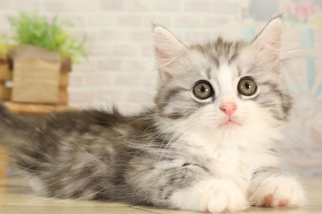 愛知県のマンチカン (Coo&RIKU半田店/2026年7月26日生まれ/男の子/シルバータビーホワイト)の子猫の2枚目の画像