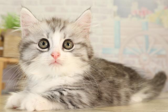 愛知県のマンチカン (Coo&RIKU半田店/2026年7月26日生まれ/男の子/シルバータビーホワイト)の子猫の3枚目の画像