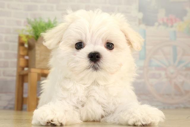 愛知県のマルチーズ (Coo&RIKU名古屋滝ノ水店/2026年8月2日生まれ/男の子/ホワイト)の子犬の1枚目の画像