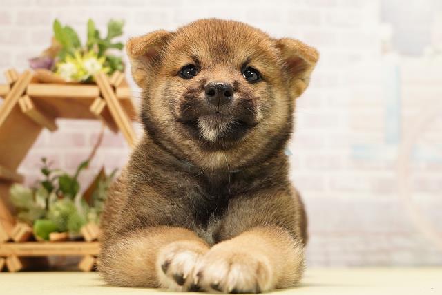 柴犬