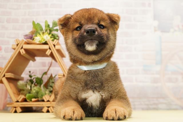 柴犬